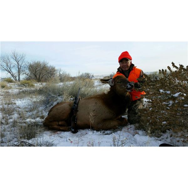 Utah DIY Cow Elk Hunt