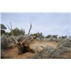 Image 1 : Colorado Guided Archery Bull Elk Hunt