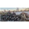 Image 1 : Nebraska Duck/Goose Combo Hunt for 3