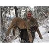 Image 1 : British Columbia Lynx Hunt