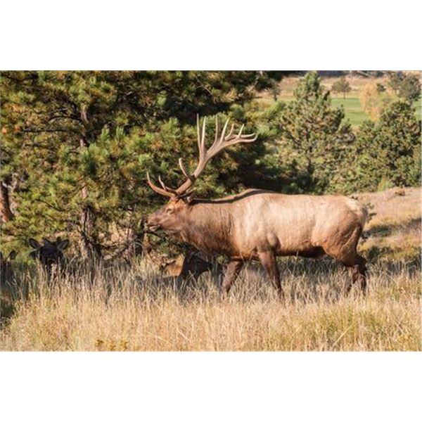 New Mexico Bull Elk Tag