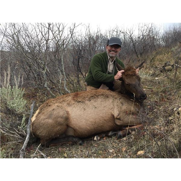 Utah Guided Cow Elk Hunt
