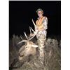 Image 1 : Utah Archery Bull Elk Hunt