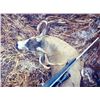 Image 2 : Kodiak Island - Sitka Blacktail & Sea Duck Combo