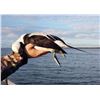 Image 3 : Kodiak Island - Sitka Blacktail & Sea Duck Combo