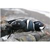Image 4 : Kodiak Island - Sitka Blacktail & Sea Duck Combo