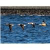 Image 5 : Kodiak Island - Sitka Blacktail & Sea Duck Combo