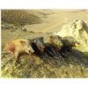Image 1 : Calif Pig Hunt for 2 Hunters