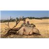 Image 1 : Calif Tule Elk Hunt