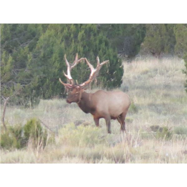 Colorado Guided Rifle Bull Elk Hunt