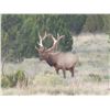 Image 1 : Colorado Guided Rifle Bull Elk Hunt