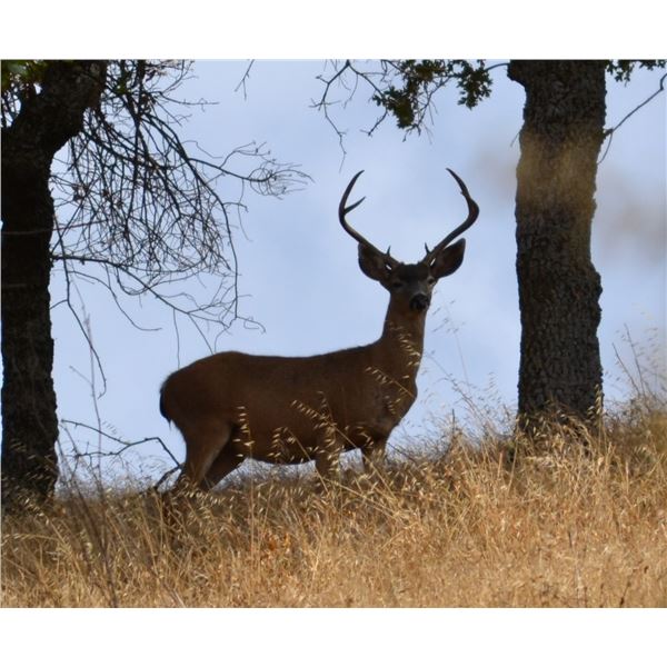 Calif Blacktail Hunt