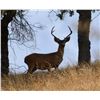 Image 1 : Calif Blacktail Hunt
