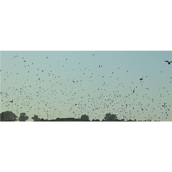 Argentina Dove Hunt for 6 Hunters