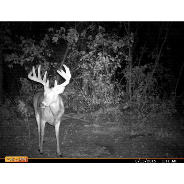 Texas Whitetail Hunt for 2 deer