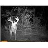 Image 1 : Texas Whitetail Hunt for 2 deer