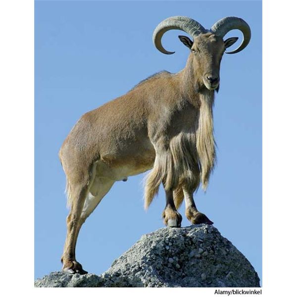 Trophy Aoudad Hunt in Texas