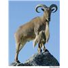 Image 1 : Trophy Aoudad Hunt in Texas