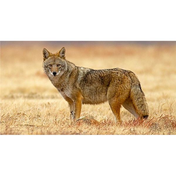 Texas Predator Hunt for 2