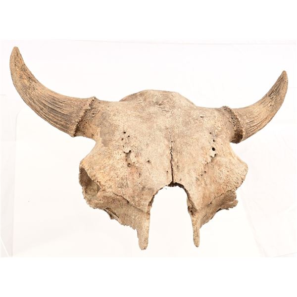 Buffalo Skull