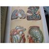 Image 1 : 1907 MEDICOLOGY Book, Layered Anatomic Charts #1870284