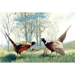 Peter Darro Oil Painting, Ring-Necked Pheasants#1873495