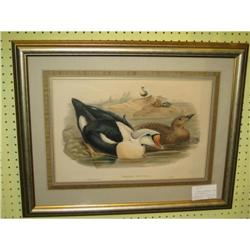JOHN GOULD LITHOGRAPH #1901947