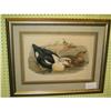 Image 1 : JOHN GOULD LITHOGRAPH #1901947
