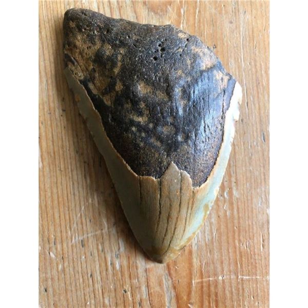 Large Prehistoric Megalodon Shark's Tooth
