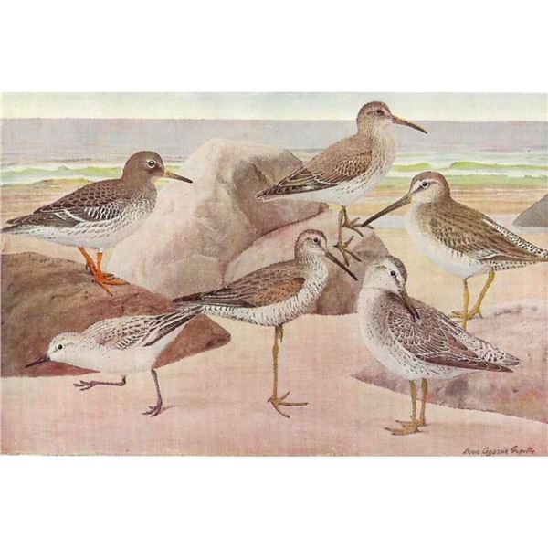 1936 Pearson Birds, #70 Sandpipers