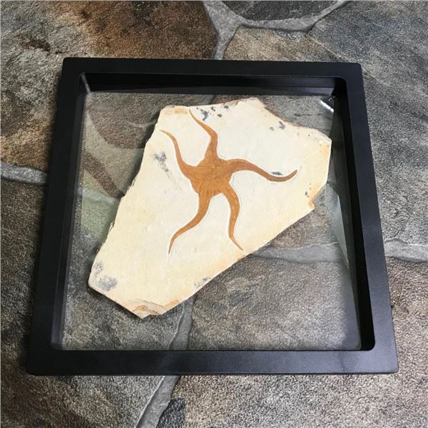 Prehistoric Starfish Fossil Specimen