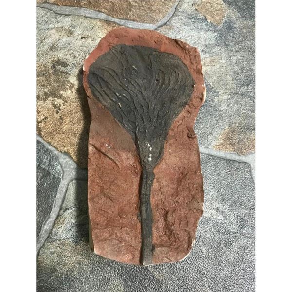 Rare Perhistoric Crinoid Fossil