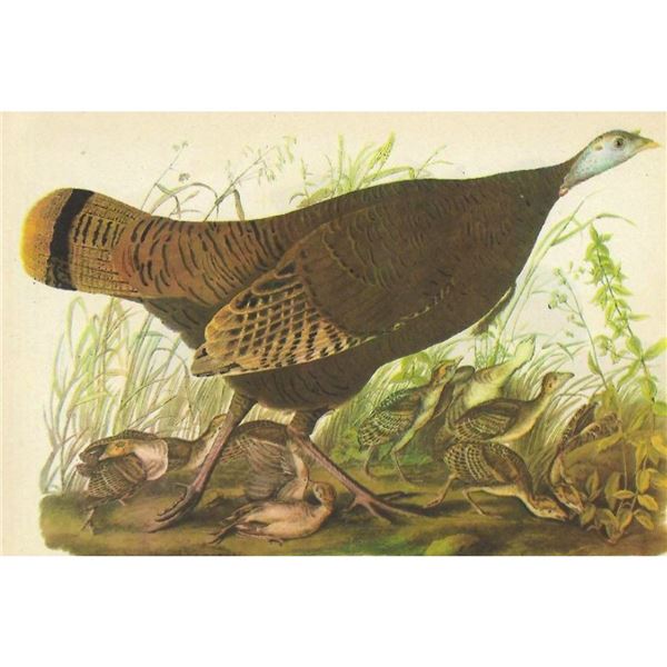 c1946 Audubon Print, #6 Wild Turkey