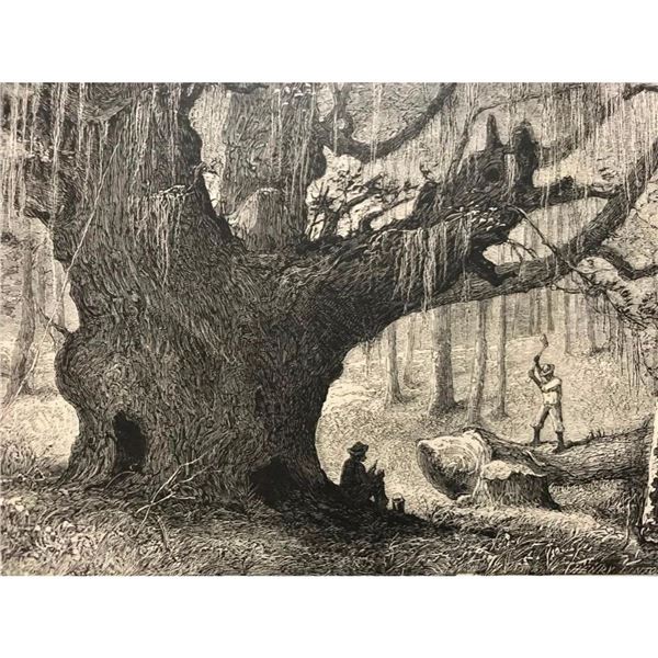19thc Engraving, Live Oak, Charleston South Carolina