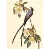 Image 1 : c1950 Audubon Print, Fork-Tailed Flycatcher