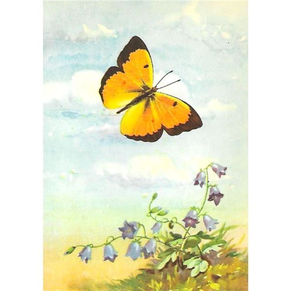 1920's Orange Sulphur Butterfly Color Lithograph Print