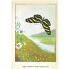 Image 2 : 1920's Zebra Butterfly Color Lithograph Print