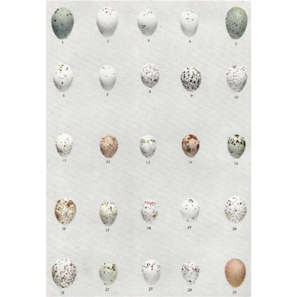 Eggs of American Birds Plate #4