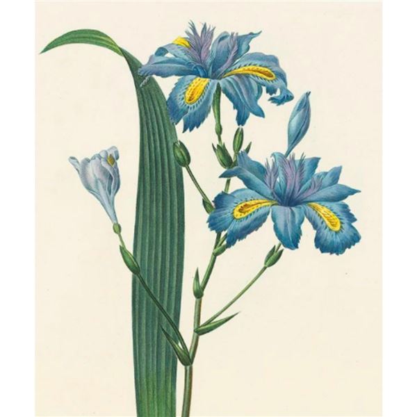 After Pierre-Jospeh Redoute, Floral Print, #58 Iris frangee ( Iris )