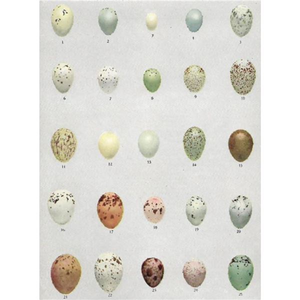 Eggs of American Birds, Plate #3