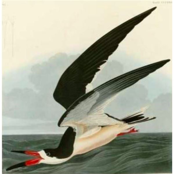 c1946 Audubon Print, #323 Black SKimmer