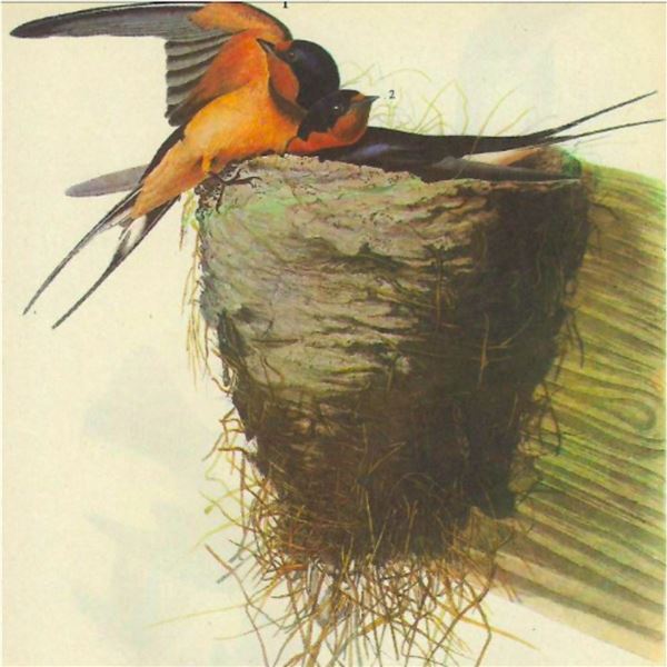 1946 Audubon Print, #173 Barn Swallow