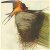 Image 1 : 1946 Audubon Print, #173 Barn Swallow