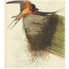 Image 2 : 1946 Audubon Print, #173 Barn Swallow