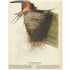 Image 3 : 1946 Audubon Print, #173 Barn Swallow
