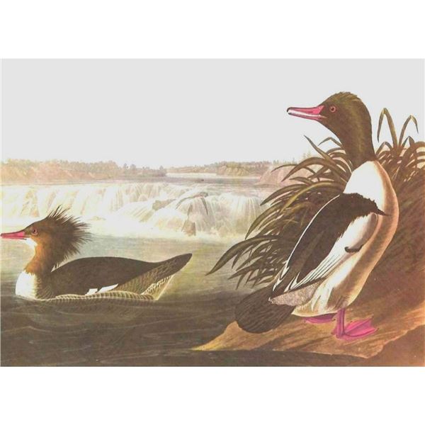 c.1950 Audubon Print, American Merganser