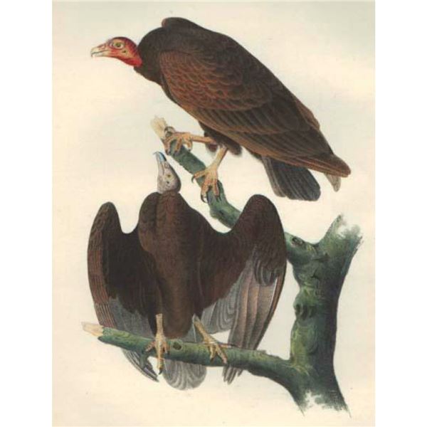 c1946 Audubon Print, #151 Turkey Vulture