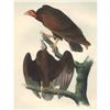 Image 1 : c1946 Audubon Print, #151 Turkey Vulture