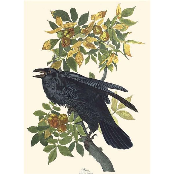 c1946 Audubon Print, #101 Raven