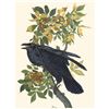 Image 1 : c1946 Audubon Print, #101 Raven